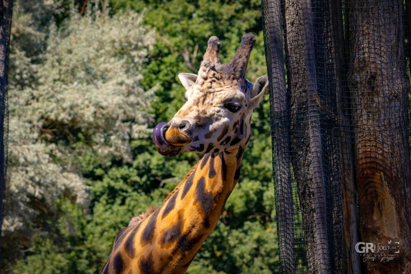 Zoo Plzeň – jeden den je skoro málo - 81