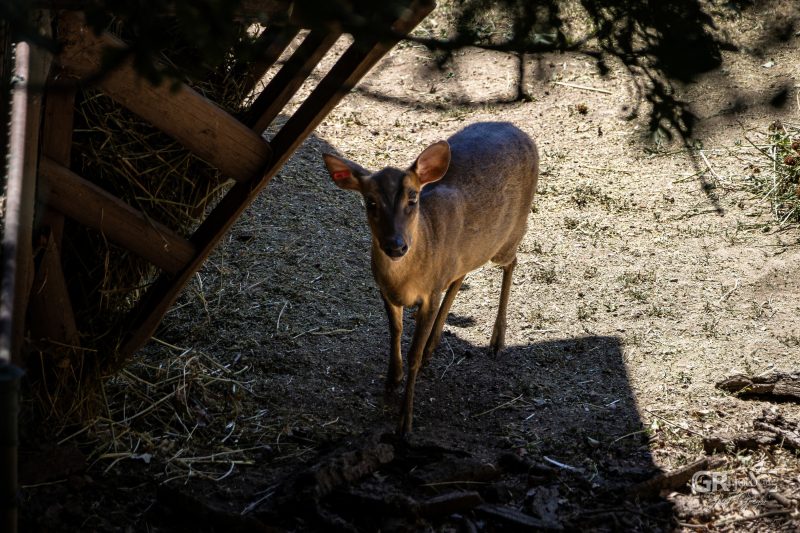Zoo Plzeň – jeden den je skoro málo - 34