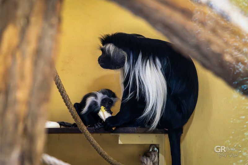 Zoo Plzeň – jeden den je skoro málo - 24