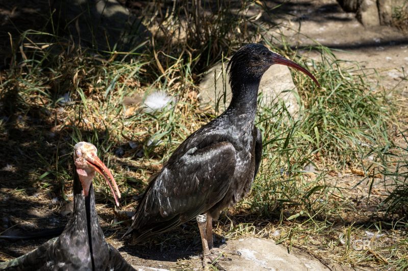 Zoo Plzeň – jeden den je skoro málo - 30