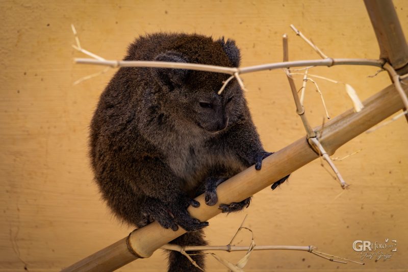 Zoo Plzeň – jeden den je skoro málo - 18