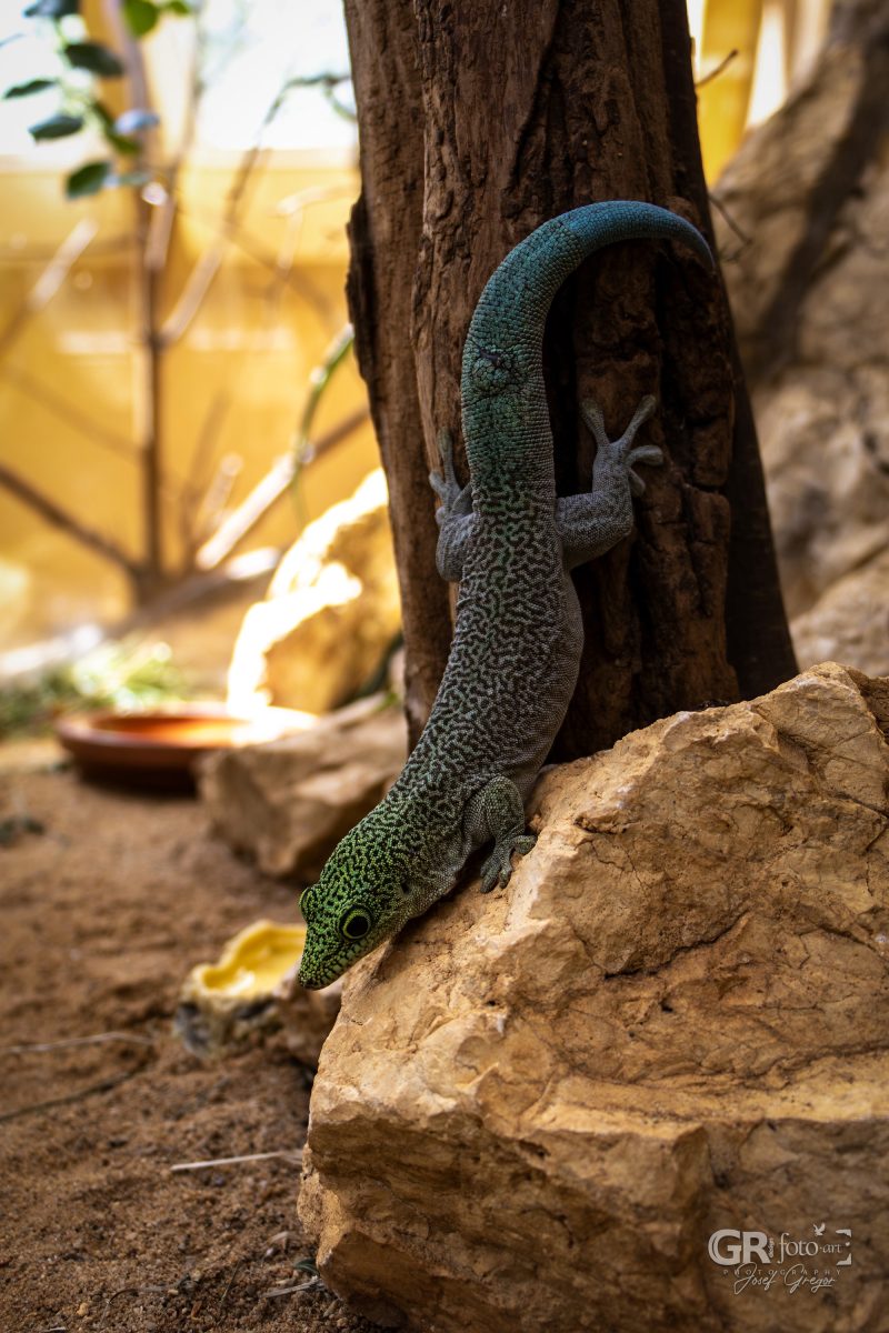 Zoo Plzeň – jeden den je skoro málo - 20