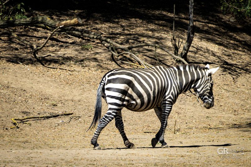 Zoo Plzeň – jeden den je skoro málo - 93