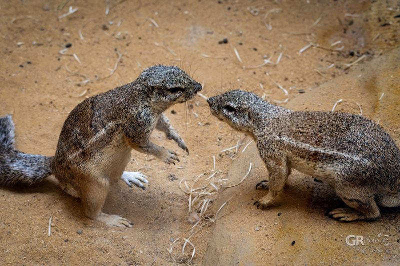 Zoo Plzeň – jeden den je skoro málo - 56