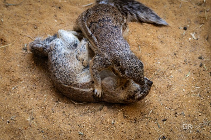 Zoo Plzeň – jeden den je skoro málo - 57
