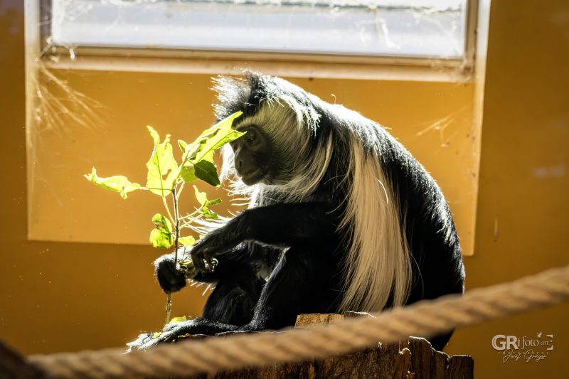 Zoo Plzeň – jeden den je skoro málo - 28