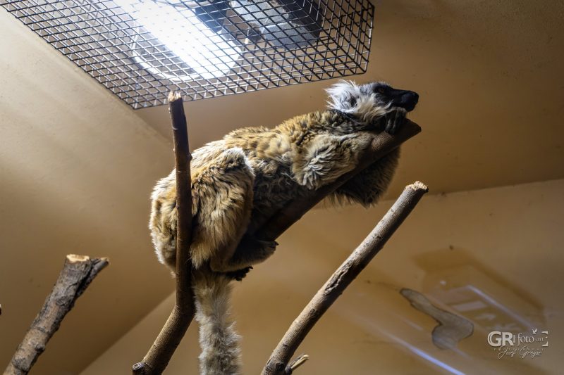 Zoo Plzeň – jeden den je skoro málo - 14