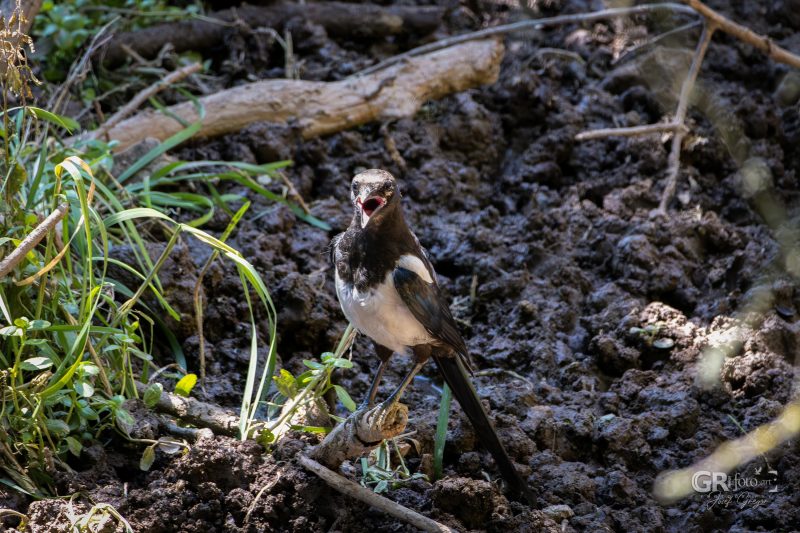 Zoo Plzeň – jeden den je skoro málo - 33
