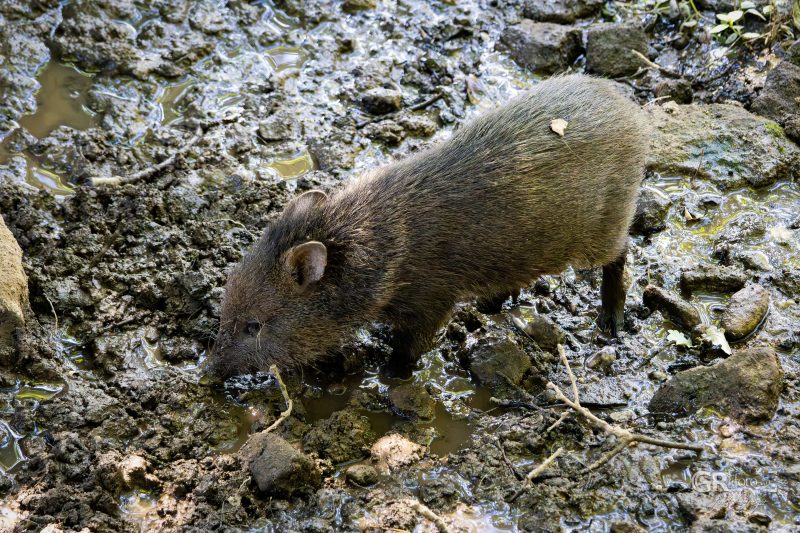 Zoo Plzeň – jeden den je skoro málo - 32