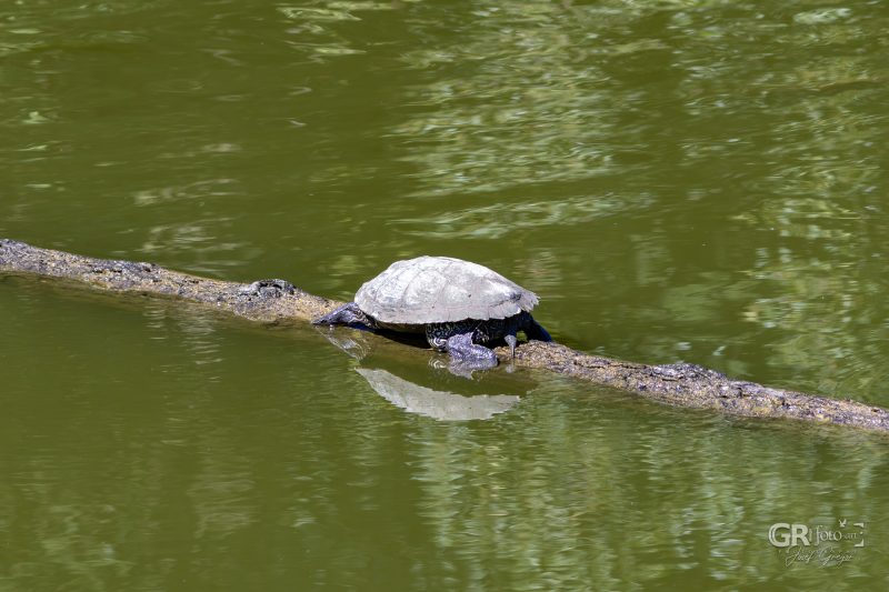 Zoo Plzeň – jeden den je skoro málo - 89
