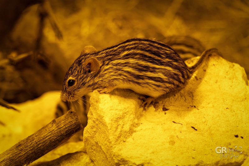 Zoo Plzeň – jeden den je skoro málo - 8
