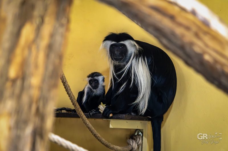 Zoo Plzeň – jeden den je skoro málo - 25