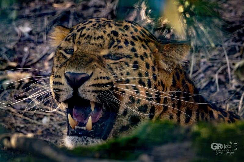 Zoo Plzeň – jeden den je skoro málo - 63