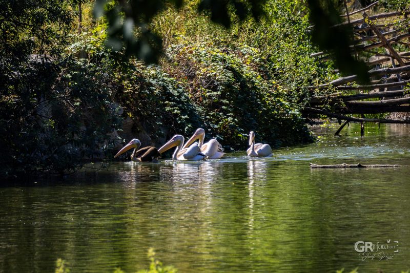 Zoo Plzeň – jeden den je skoro málo - 26