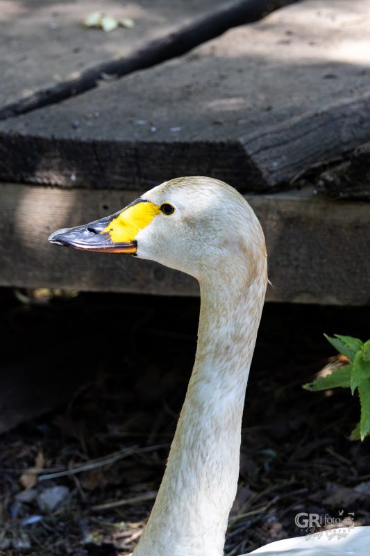 Zoo Plzeň – jeden den je skoro málo - 44
