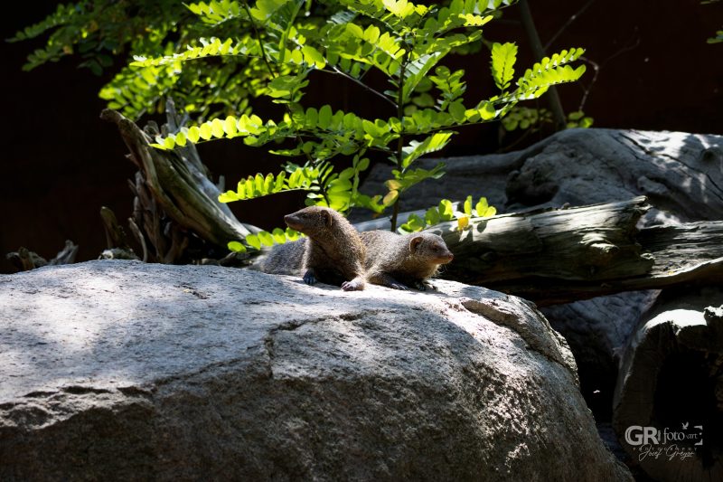 Zoo Plzeň – jeden den je skoro málo - 6