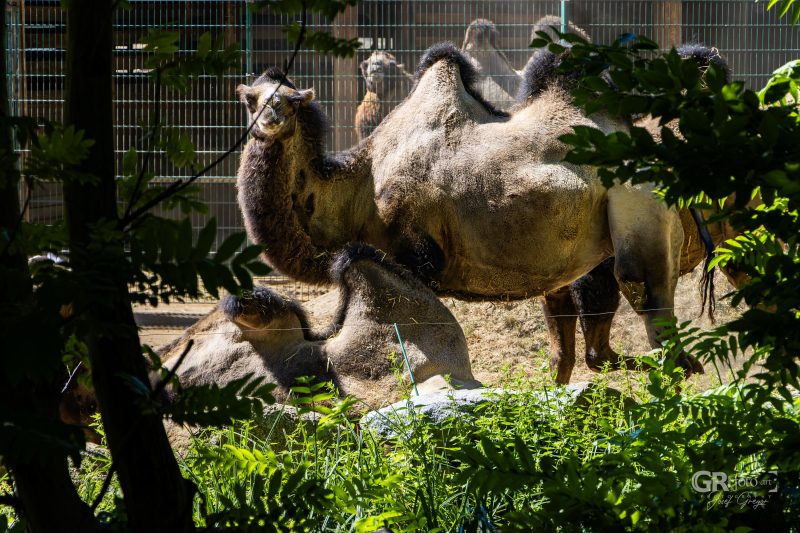 Zoo Plzeň – jeden den je skoro málo - 78