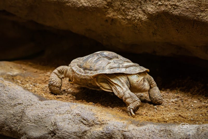Zoo Plzeň – jeden den je skoro málo - 55
