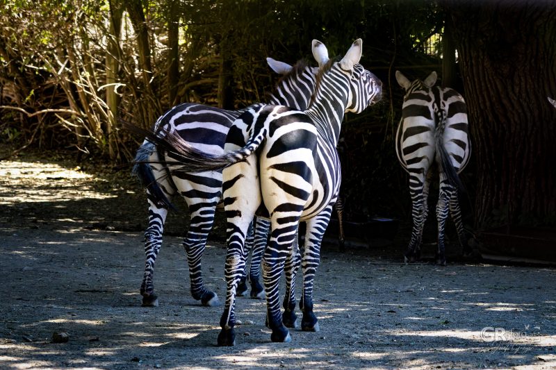 Zoo Plzeň – jeden den je skoro málo - 39