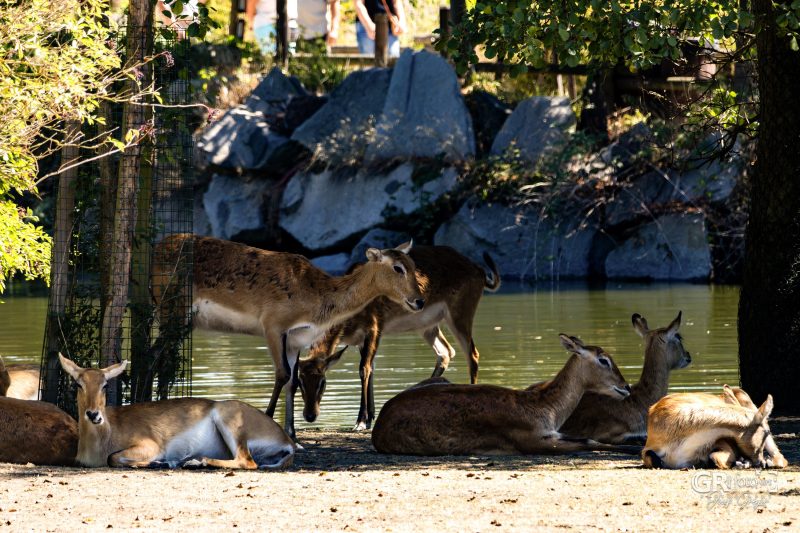 Zoo Plzeň – jeden den je skoro málo - 42