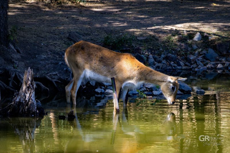 Zoo Plzeň – jeden den je skoro málo - 86