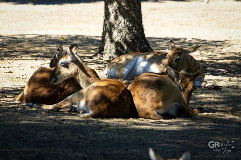 Zoo Plzeň – jeden den je skoro málo - 90