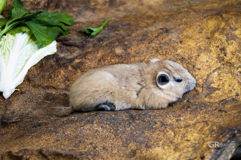 Zoo Plzeň – jeden den je skoro málo - 105