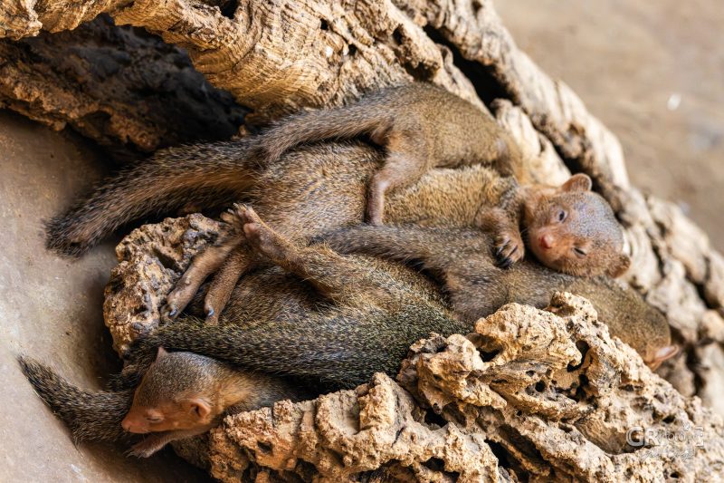Zoo Plzeň – jeden den je skoro málo - 52