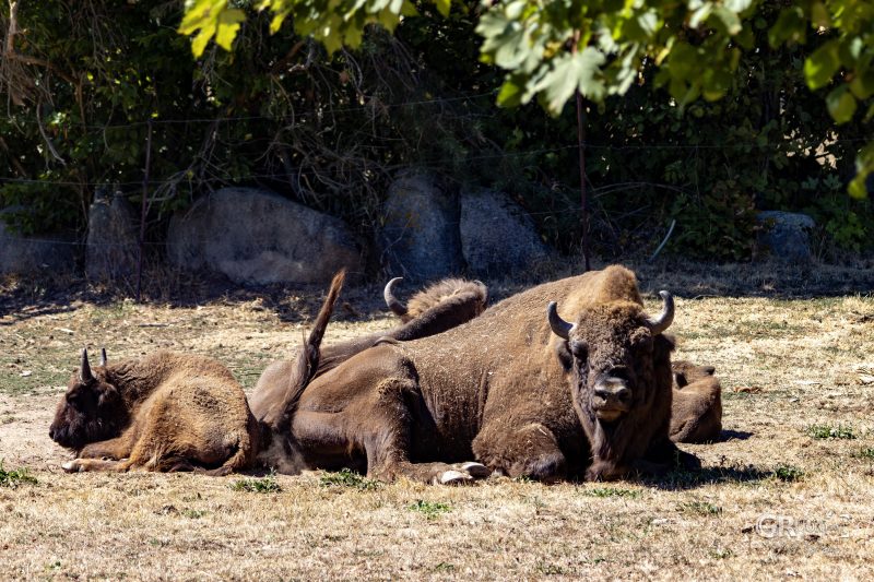 Zoo Plzeň – jeden den je skoro málo - 72
