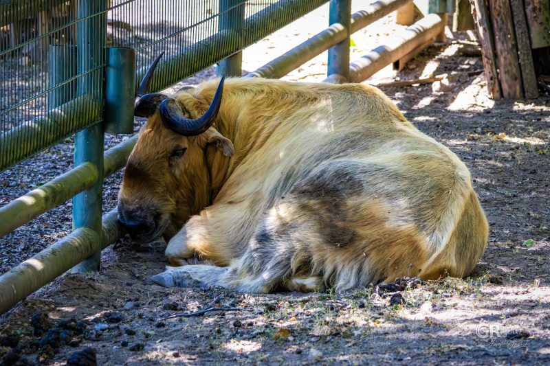 Zoo Plzeň – jeden den je skoro málo - 68