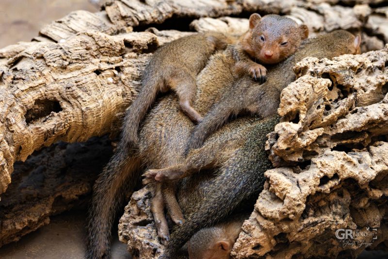 Zoo Plzeň – jeden den je skoro málo - 51