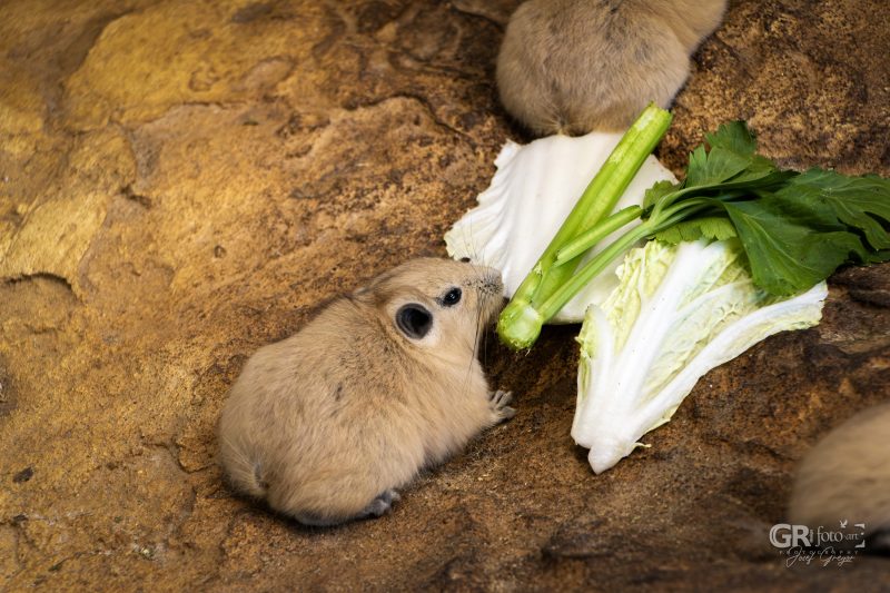 Zoo Plzeň – jeden den je skoro málo - 10