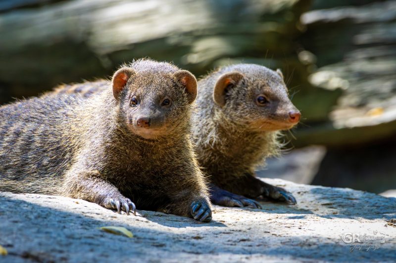 Zoo Plzeň – jeden den je skoro málo - 7