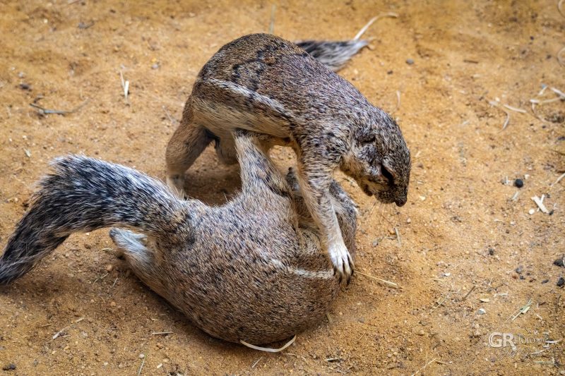 Zoo Plzeň – jeden den je skoro málo - 58