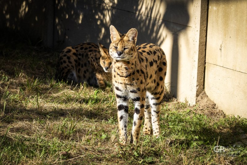 Zoo Na Hrádečku - mění se před očima - 24