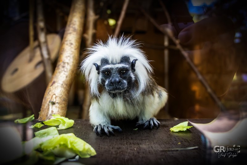 Zoo Na Hrádečku - mění se před očima - 38