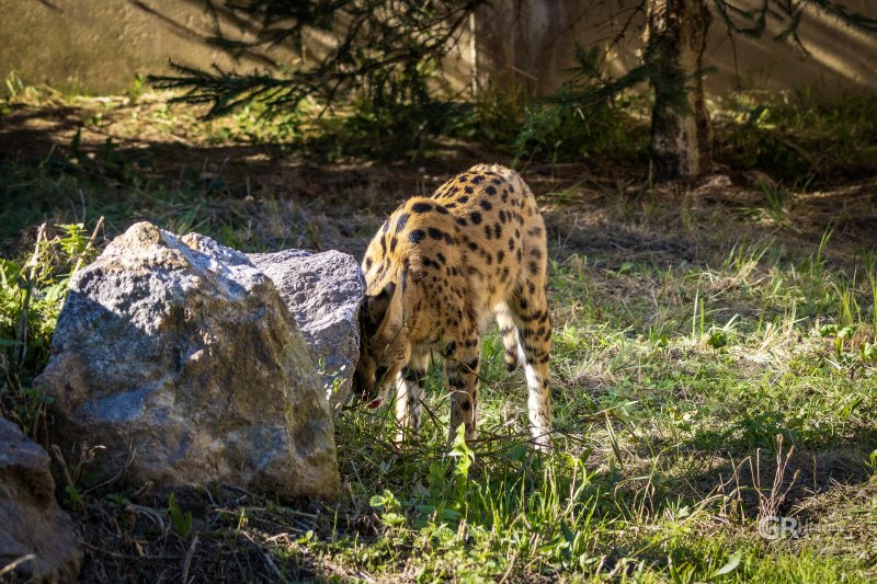 Zoo Na Hrádečku - mění se před očima - 30