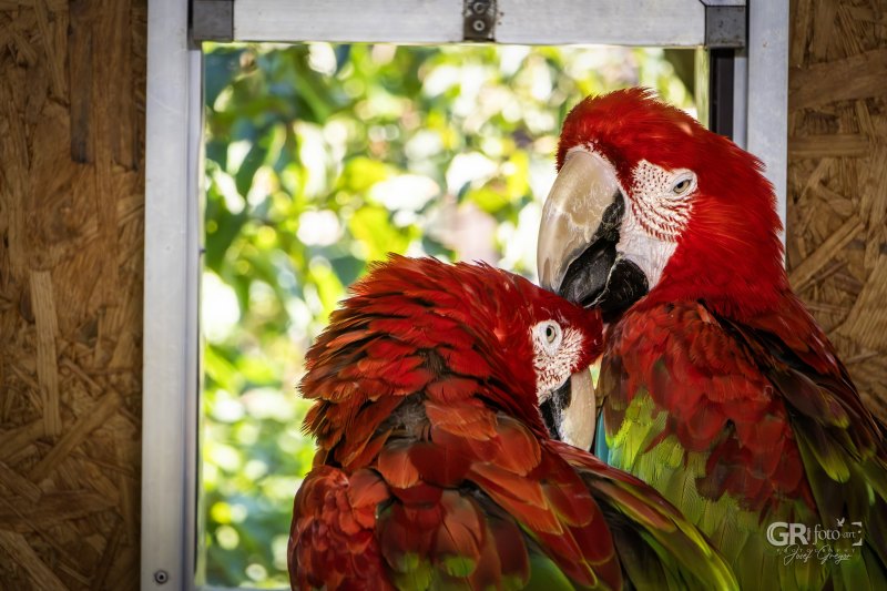 Zoo Na Hrádečku - mění se před očima - 34
