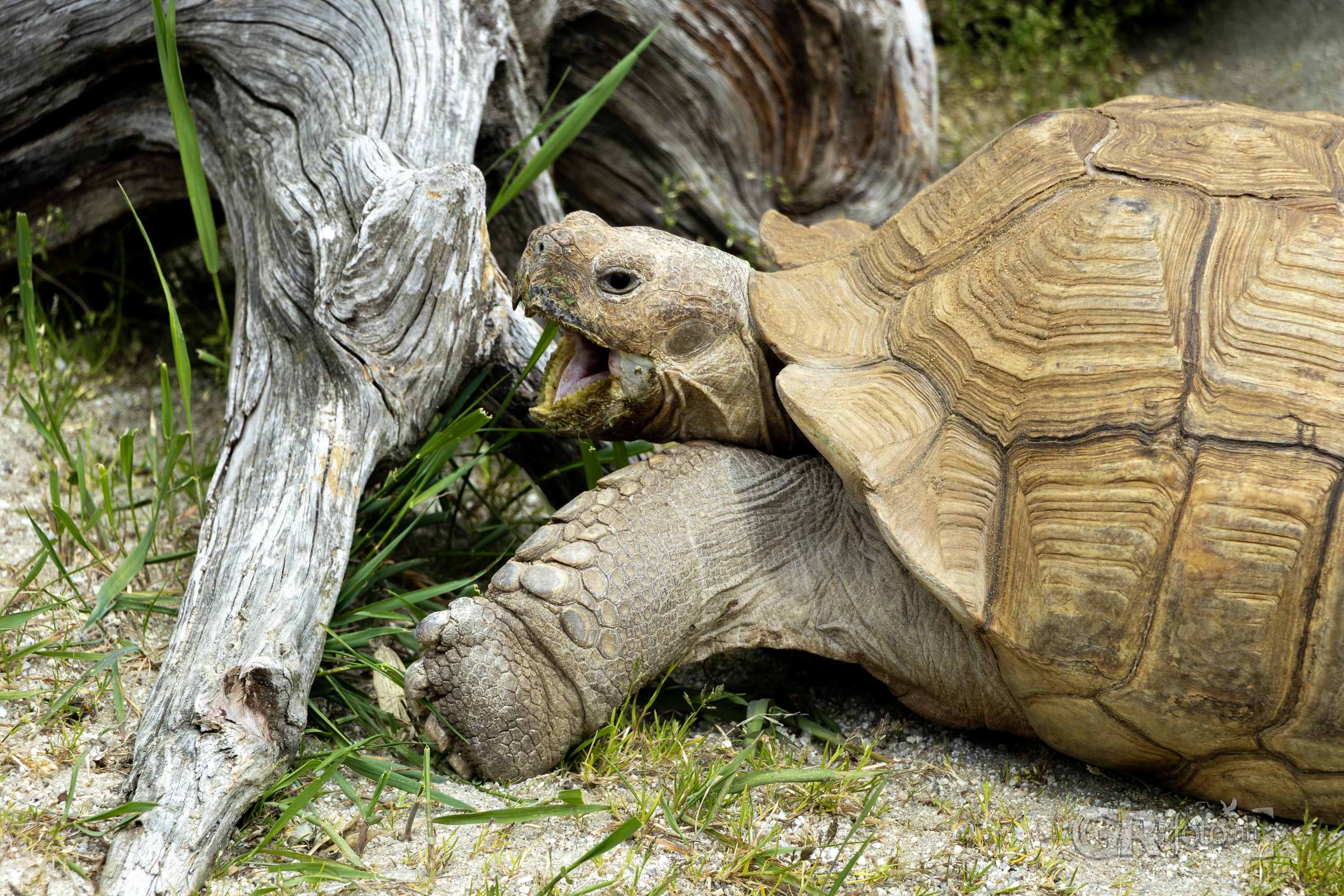 Tip na výlet? To je divočina v ZOO Dvorec. - 65