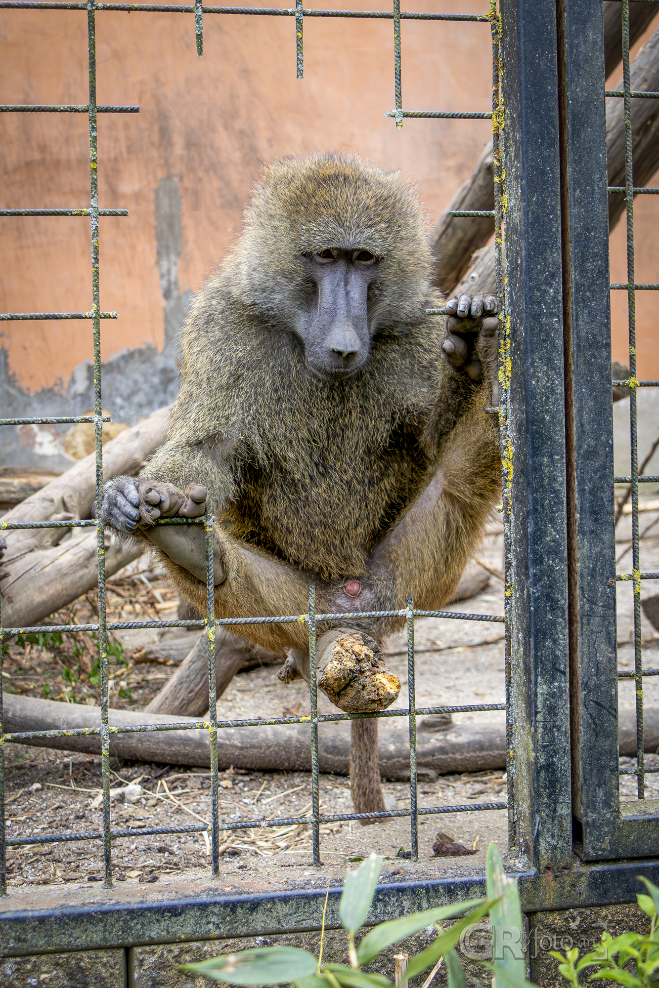 Tip na výlet? To je divočina v ZOO Dvorec. - 45