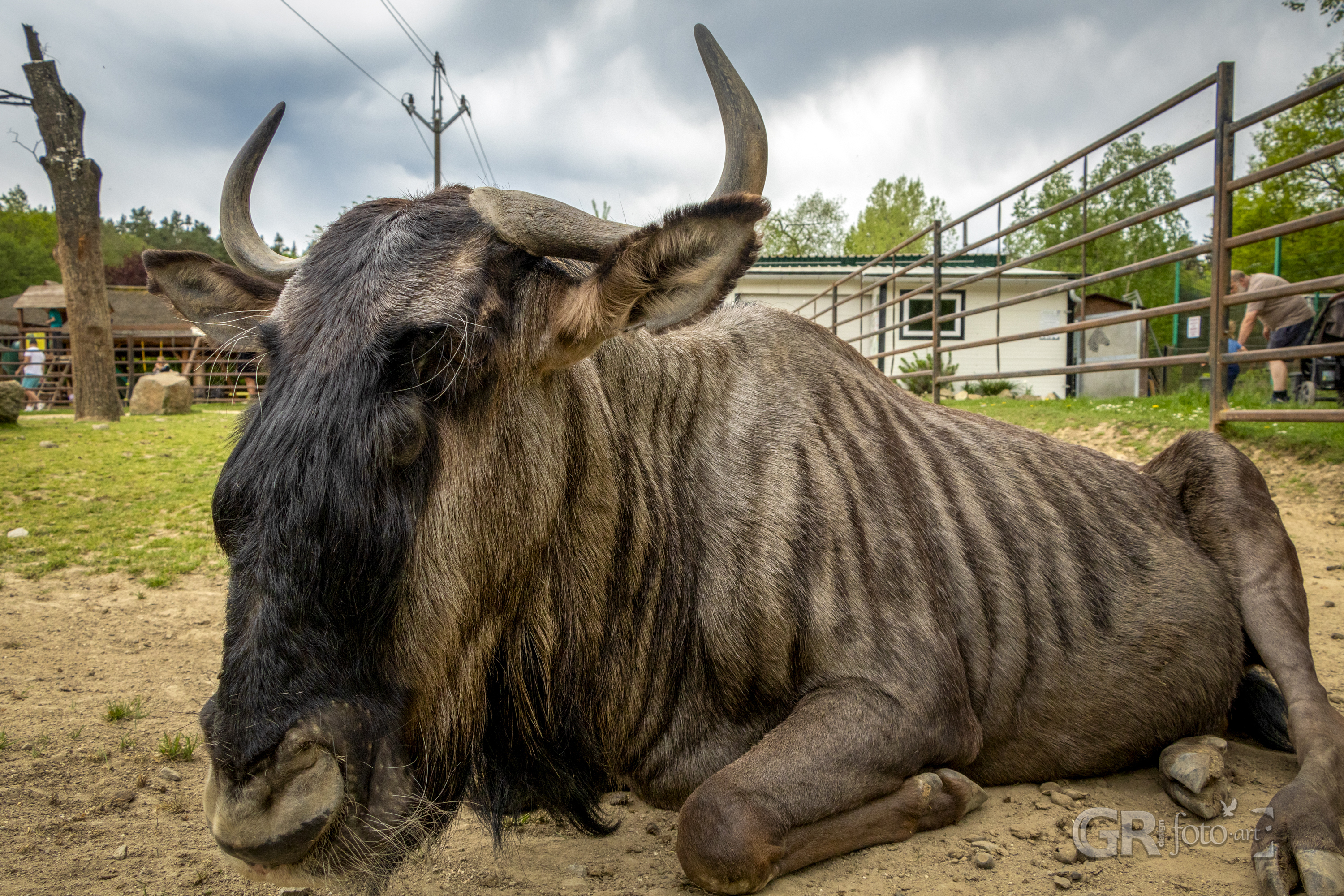 Tip na výlet? To je divočina v ZOO Dvorec. - 31