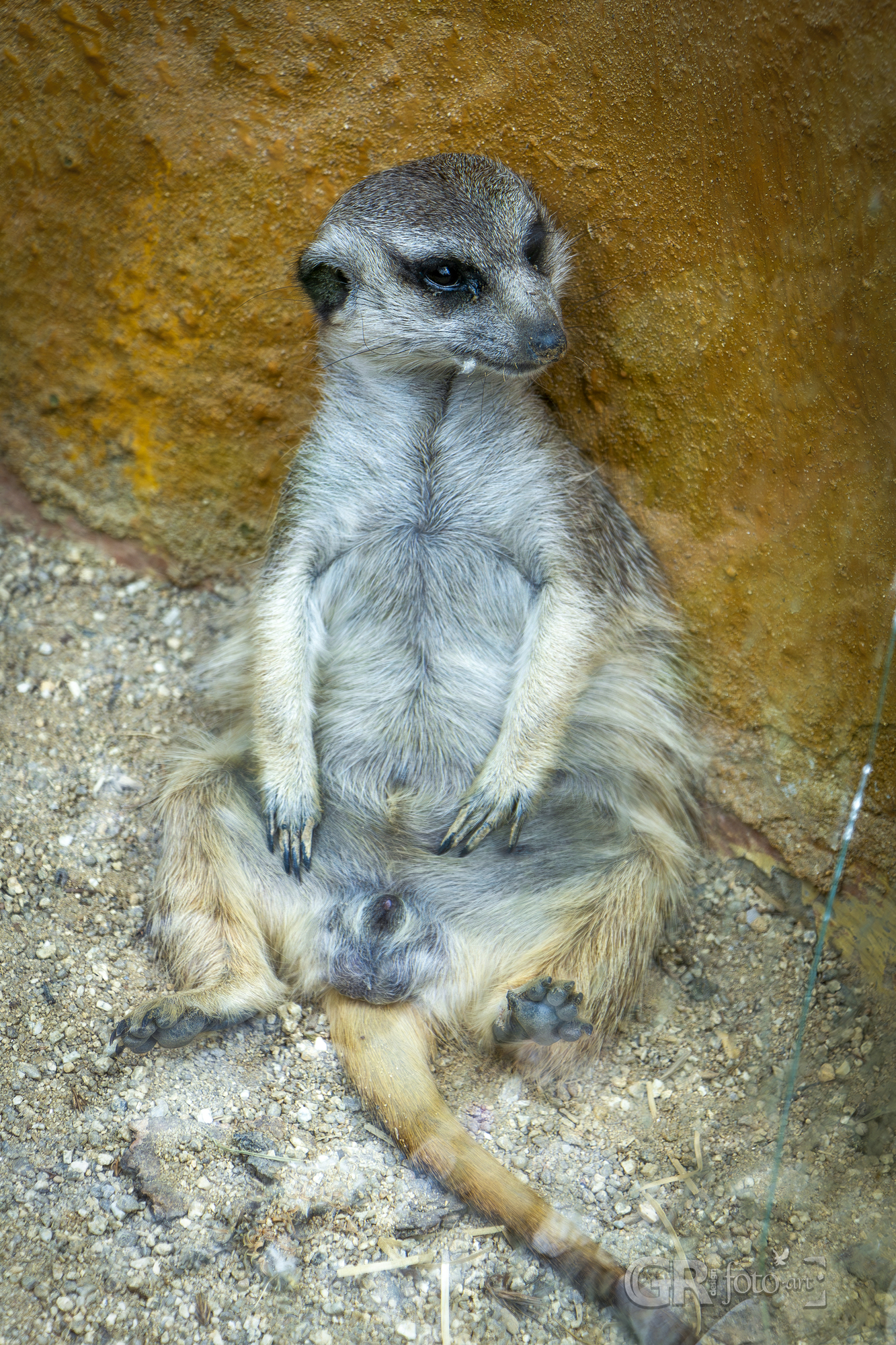 Tip na výlet? To je divočina v ZOO Dvorec. - 63