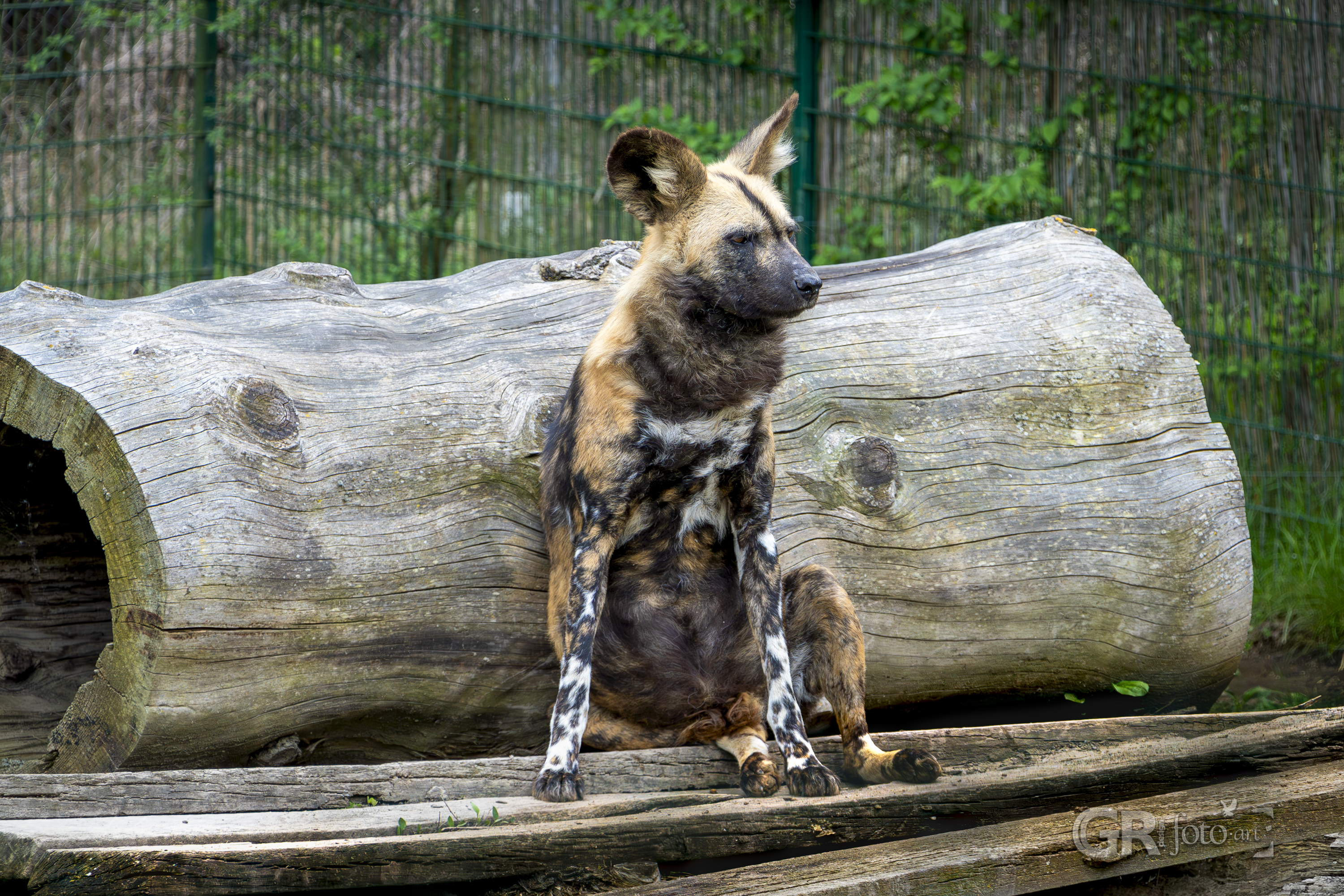 Tip na výlet? To je divočina v ZOO Dvorec. - 23